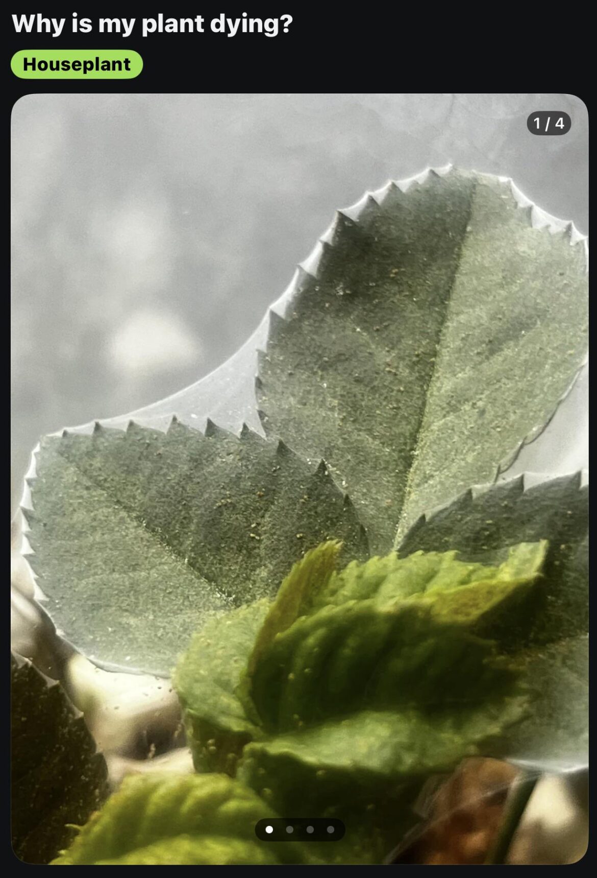 Cotton Candy growing on my roses? HELP