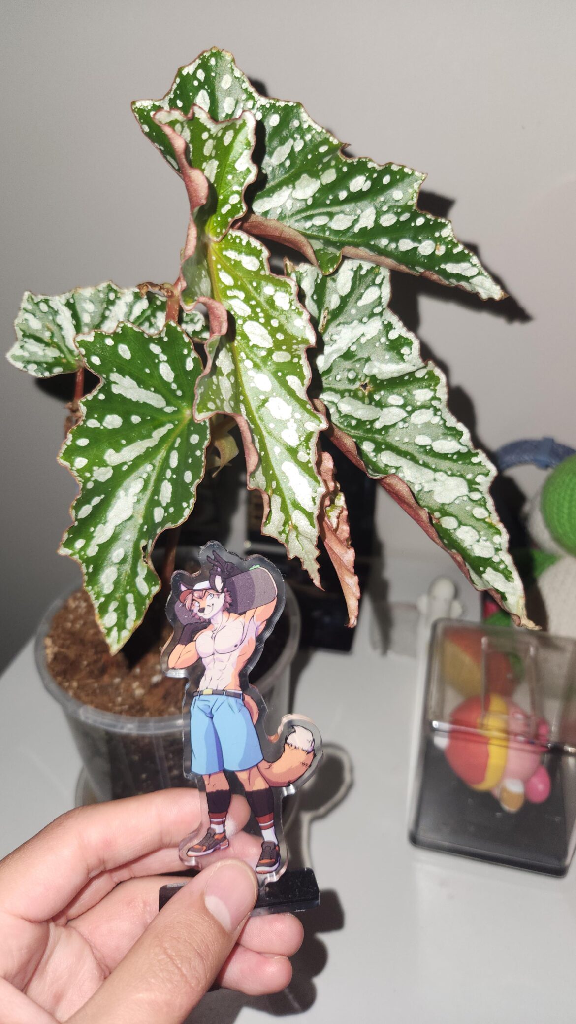 What kind of begonia is mine? It was sold as a maculata