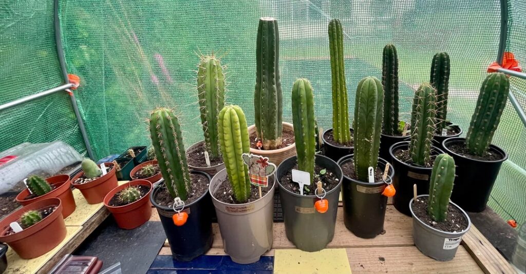 My current collection - TBM is a recent addition