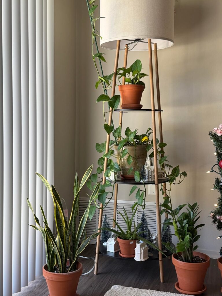 So proud of my little plant corner