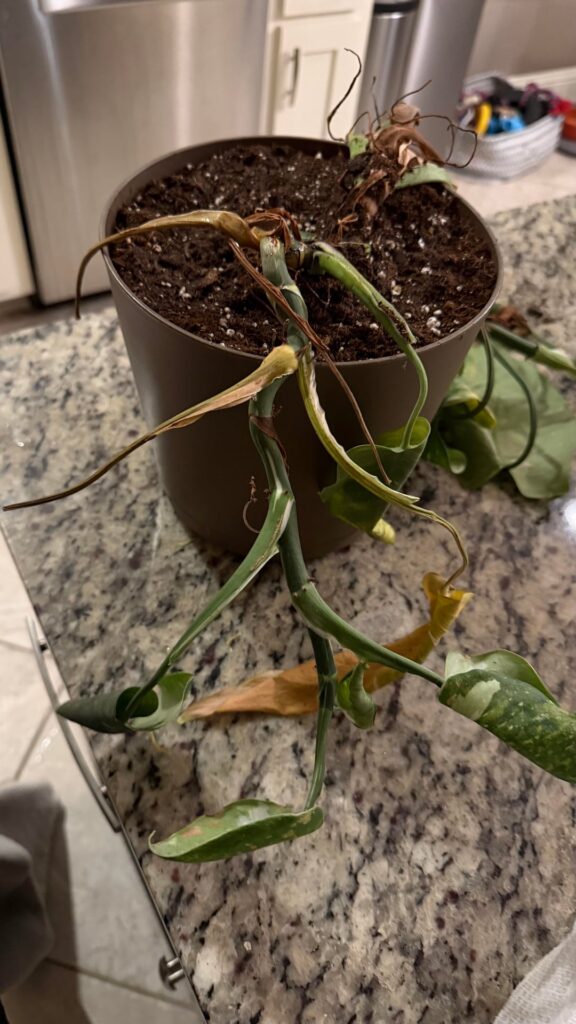 Can I save this? Can I save this?