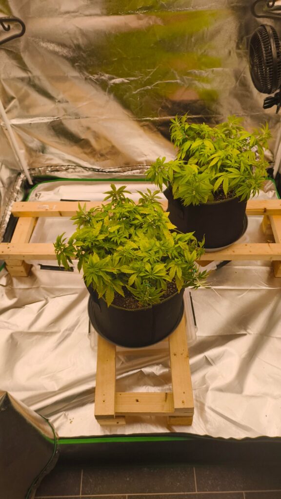 Frist grow on hydro how are they doing? Frist grow on hydro how are they doing?