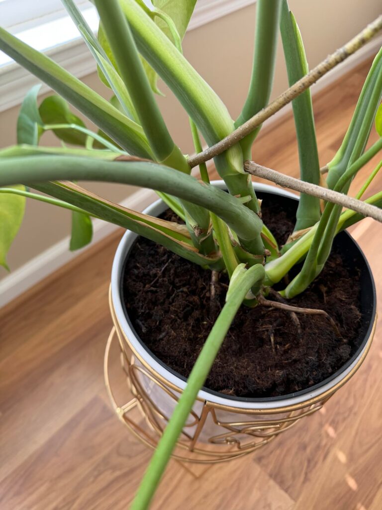 Tips on when to get special lighting for plants?