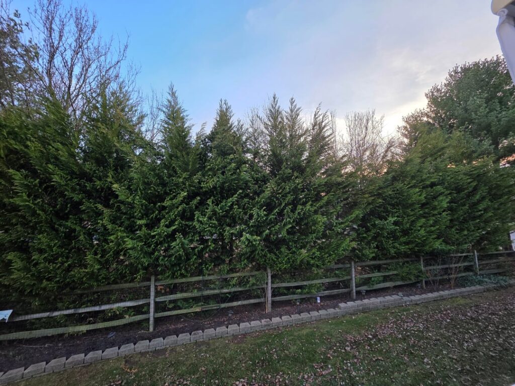 Landscaper hatchet job on my trees, help!