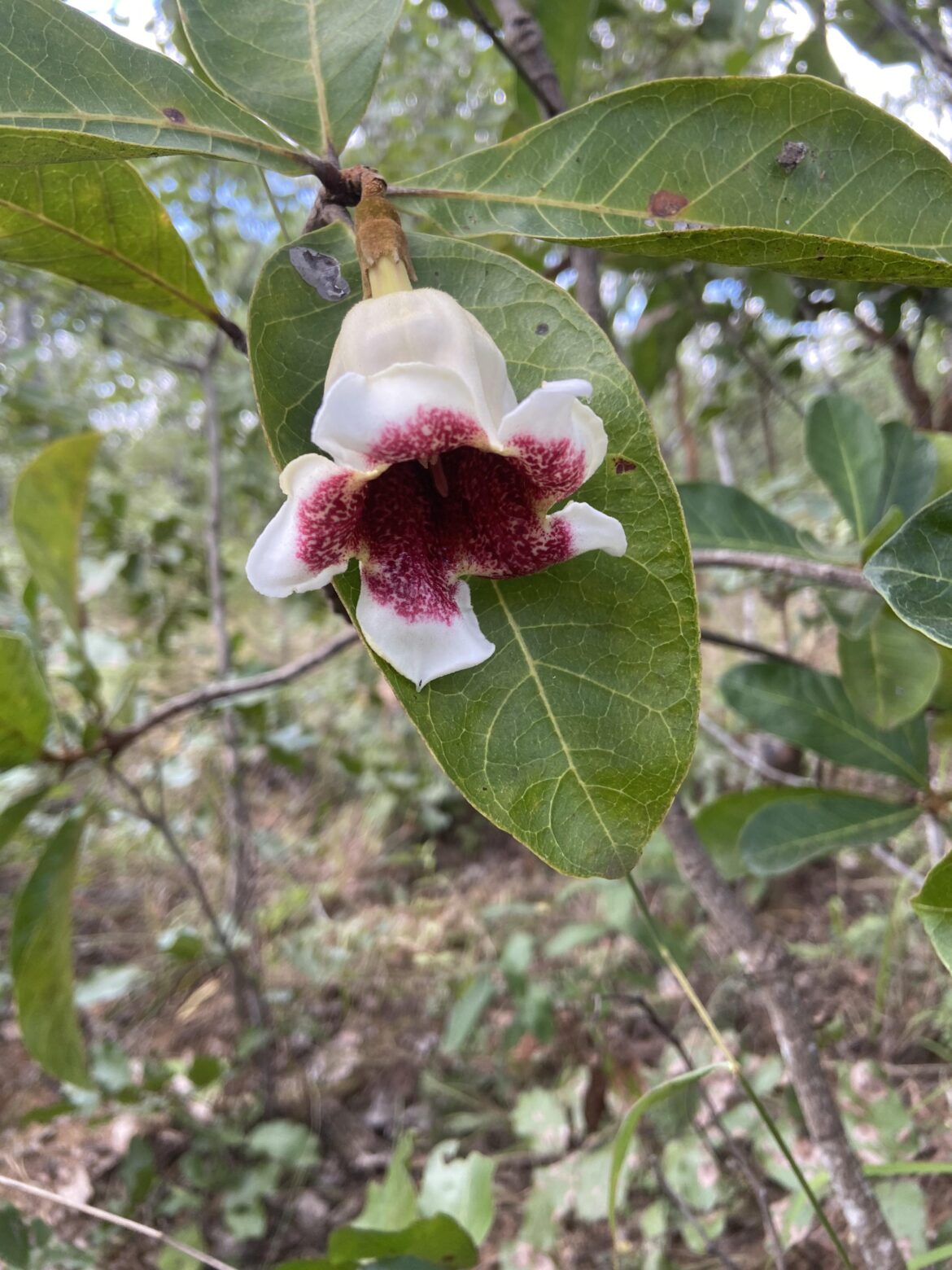 In Kinsugu park in Malawi, was quite large