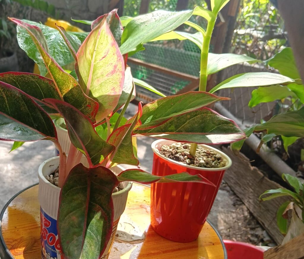 I used to be embarassed about my makeshift pots