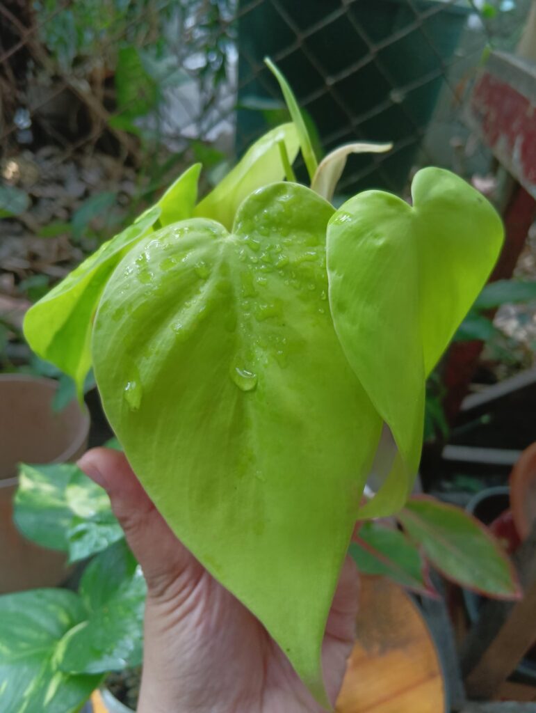 Is this neon pothos?