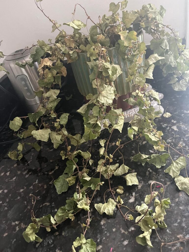 Can I save this ivy? Can I save this ivy?