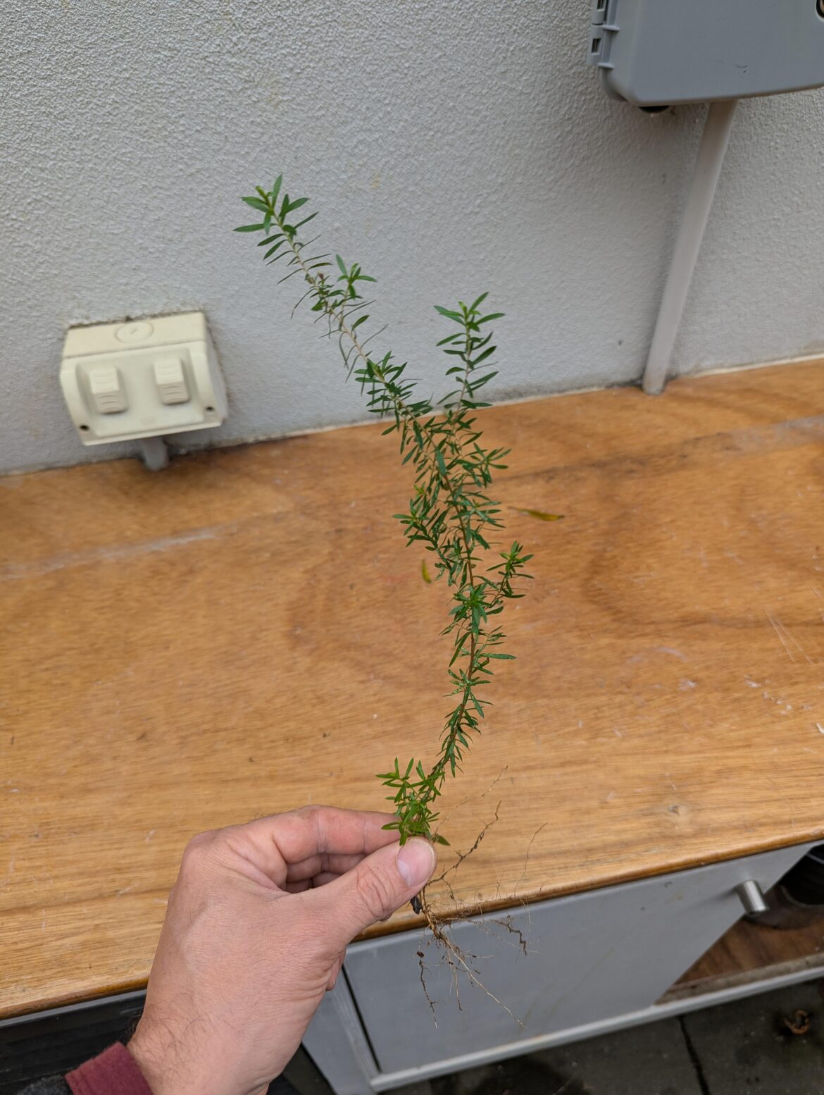 What plant is this likely to be? What plant is this likely to be?