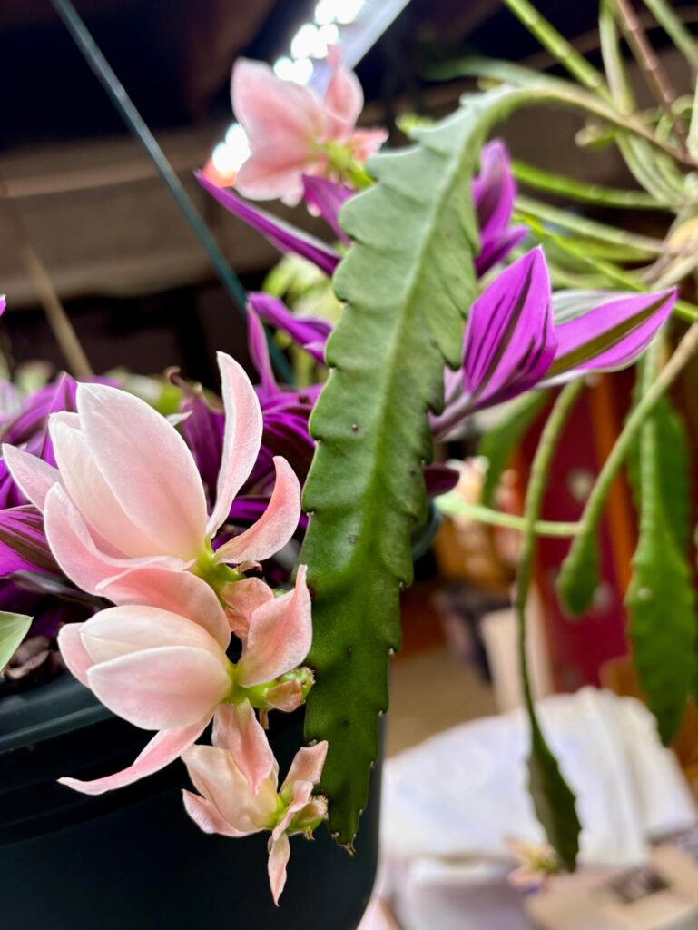 Orchid Cactus – Surprise! Orchid Cactus - Surprise!