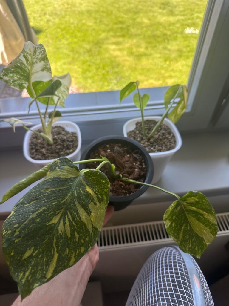 Monstera Electrolyte