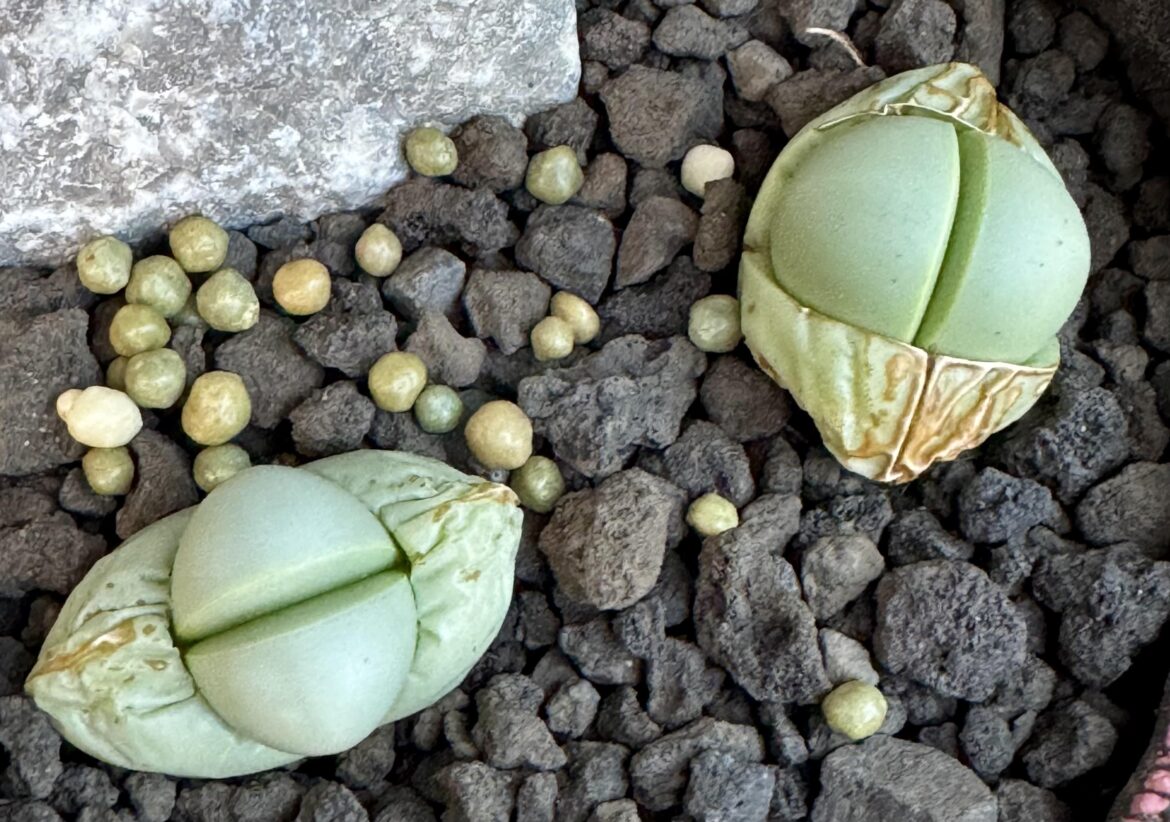 The butts are getting Thicc