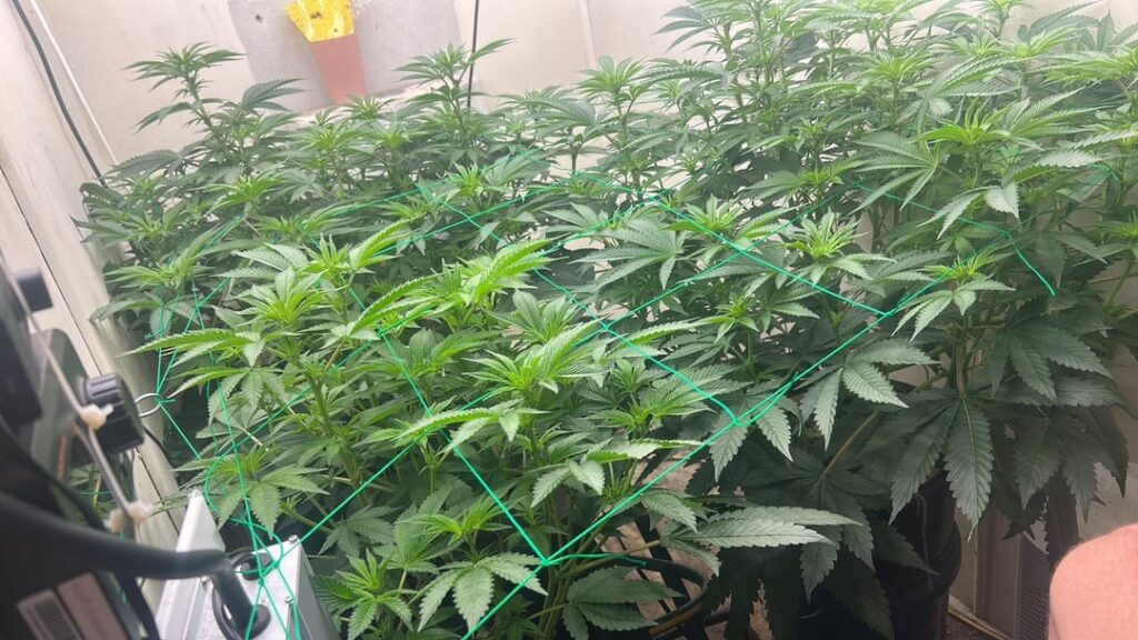 On my second proper run how am I going any opinions just entering flowering stage now, check my profile for my previous results I’ve come to a conclusion of a few factors I’ve had to change and so far I think they’ve come along well, about to finish first week of flower