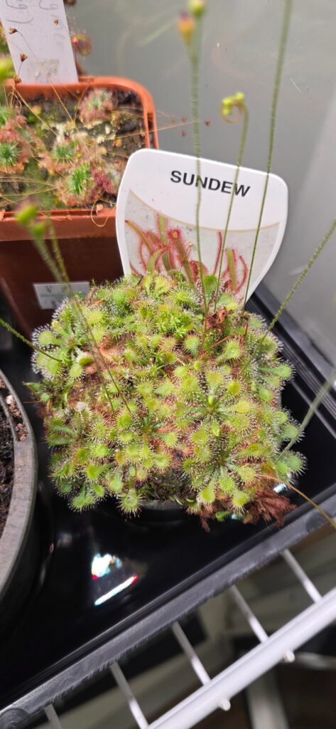 Do these drosera look happy? Need a sanity check