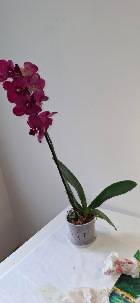 J'ai une orchidée et j'ai percé pleins de trous pour l'aération du pot . Est-ce que c'est bien ?