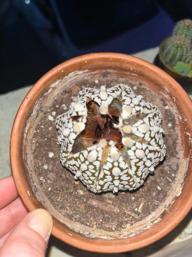 What is happening to my sand dollar cactus?