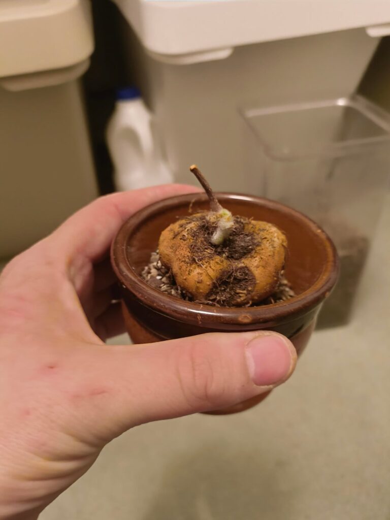 Big enough pot for rootless Sinningia?