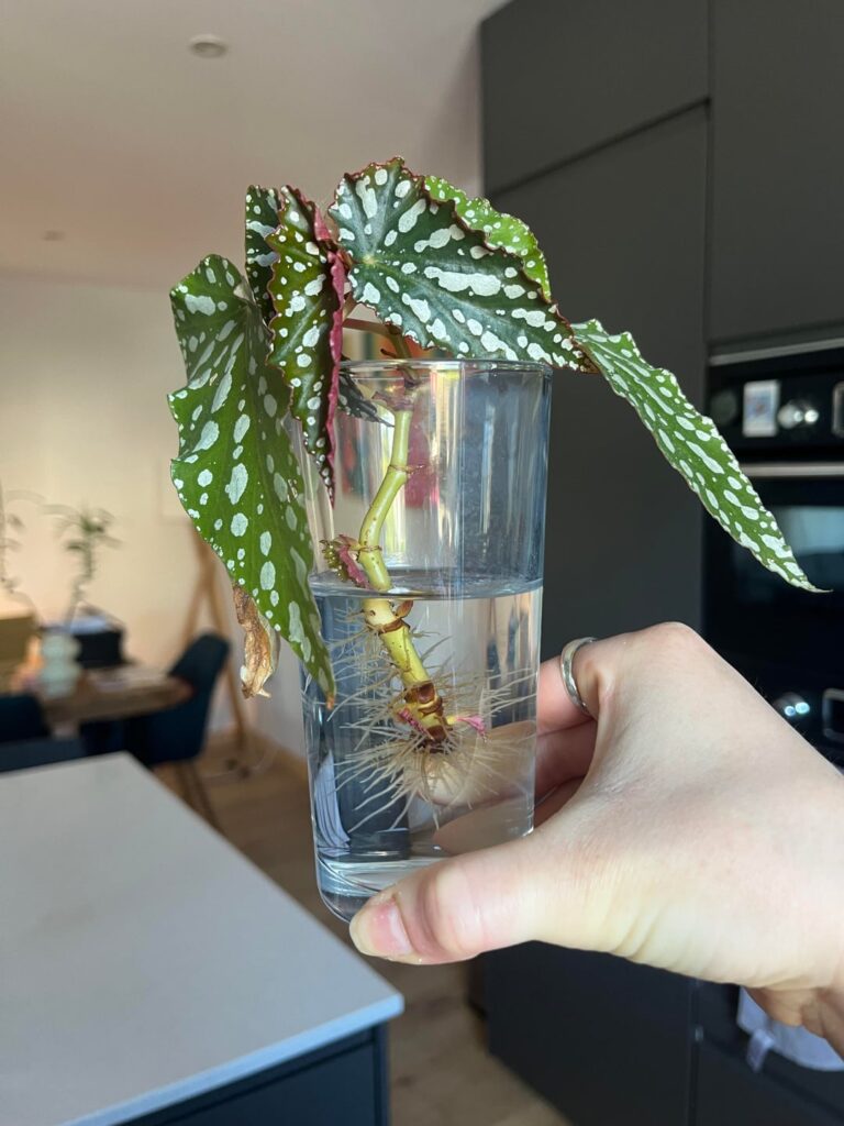 When should I plant this cutting? When should I plant this cutting?