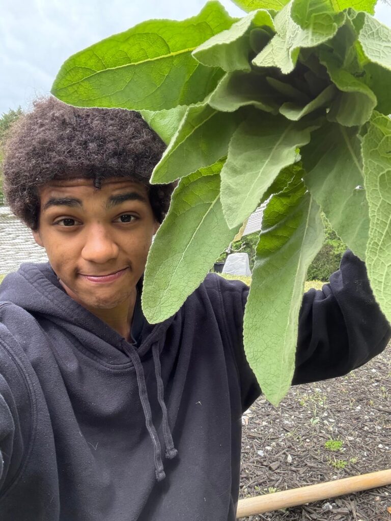 Verbascum Thapsus🌿