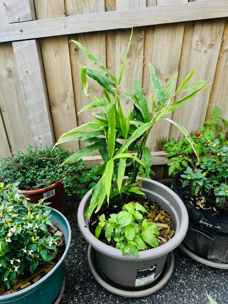 Are my ginger plants ready for harvest? Are my ginger plants ready for harvest?