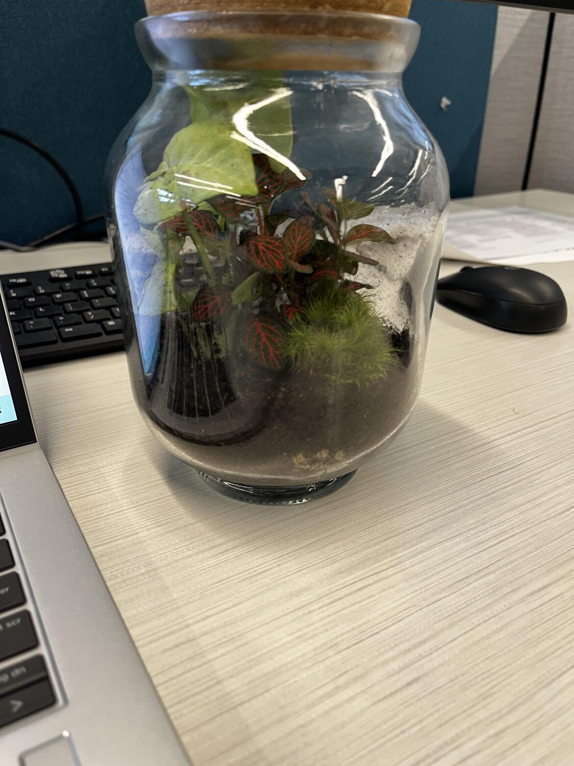 First Time Terrarium Tips