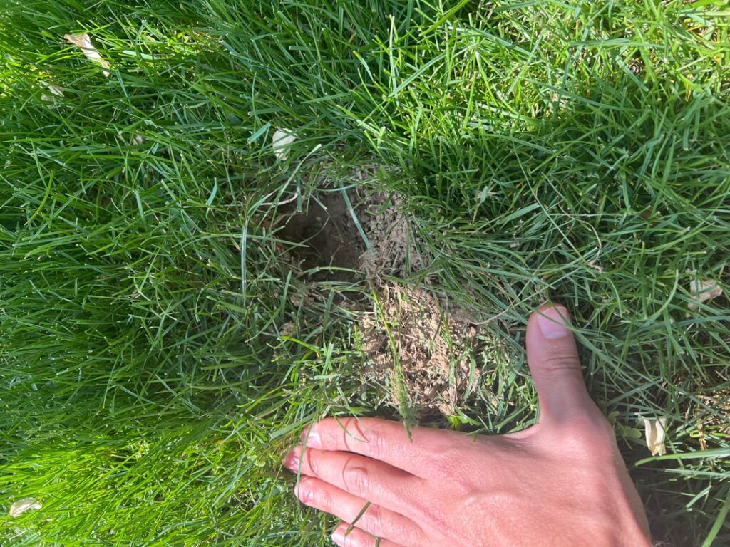 Are these ground moles? SE Ohio.