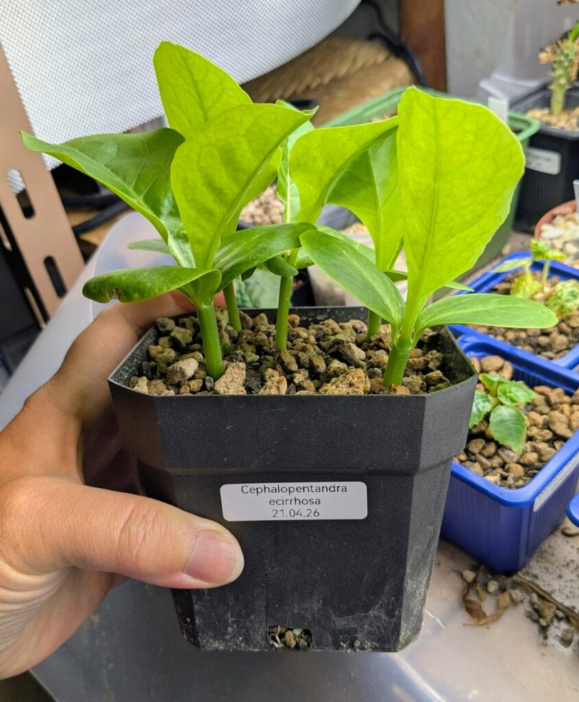 Pot's size advise need.