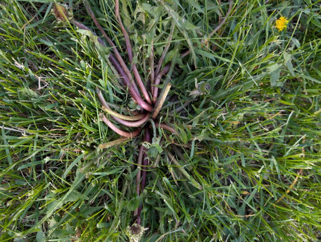 What in the TGRI is going on with my dandelions? What in the TGRI is going on with my dandelions?