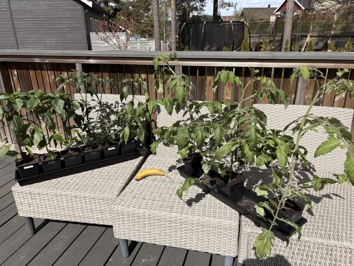Did I start my seeds to early? Yes. Will I make the same mistake next year? Also yes.