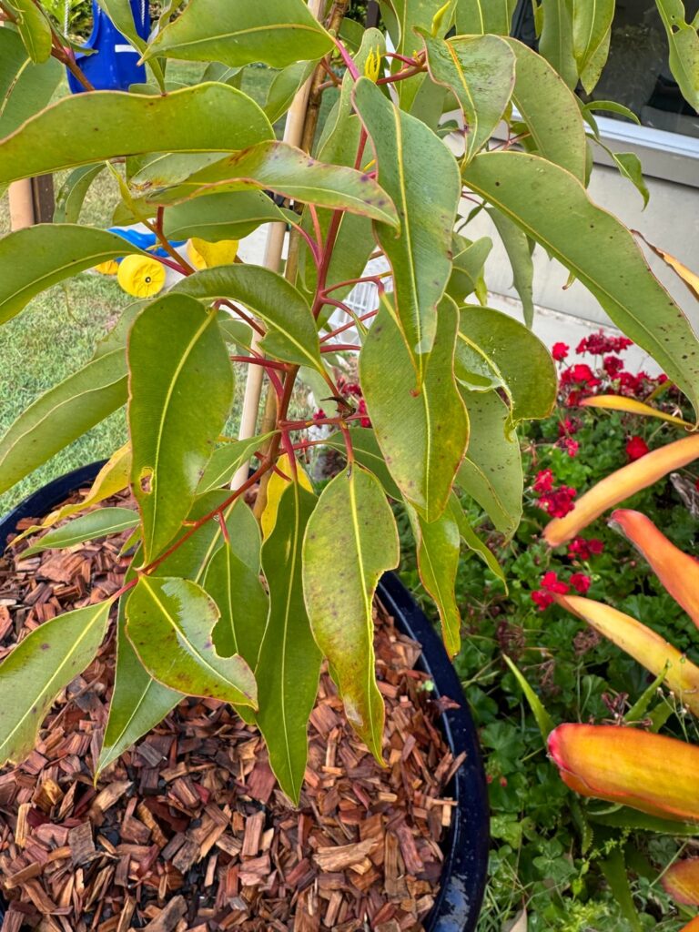 Flowering gum help, please Flowering gum help, please