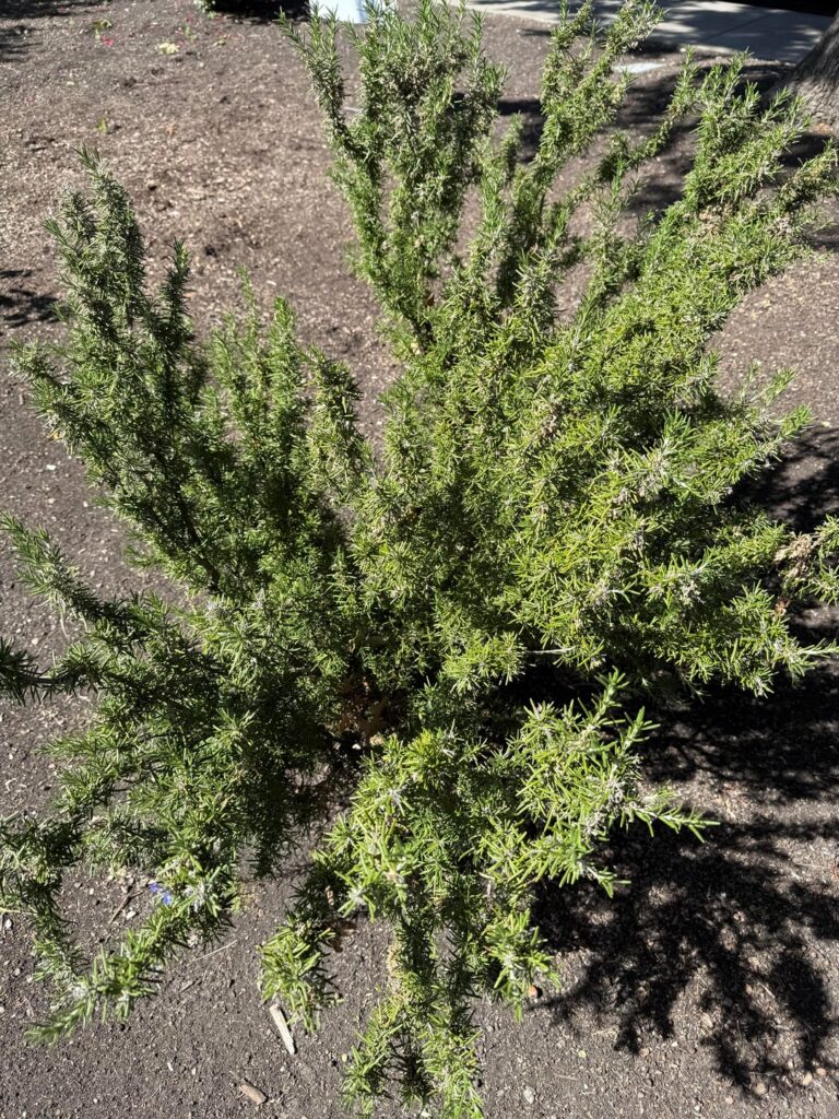Rosemary?