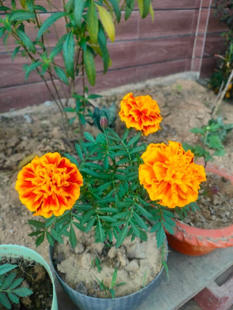 Beautiful seasonal marigold