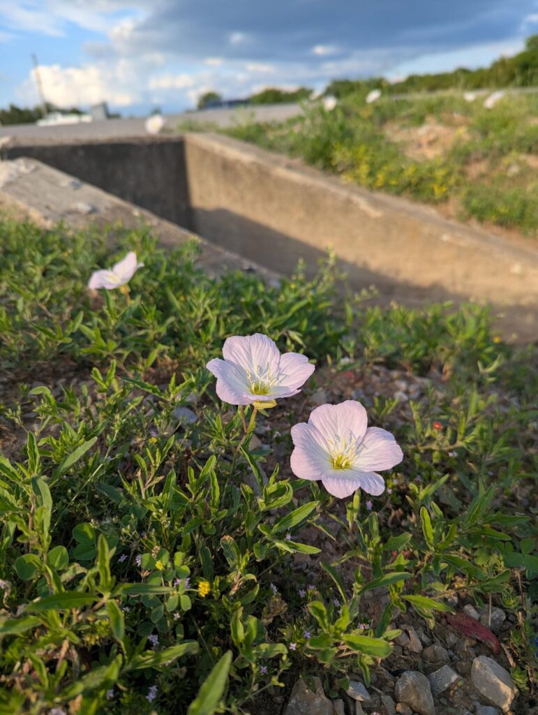 I've been seeing this a lot on the side of the road. Middle Tennessee