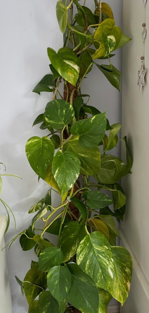 Help please! Help please!