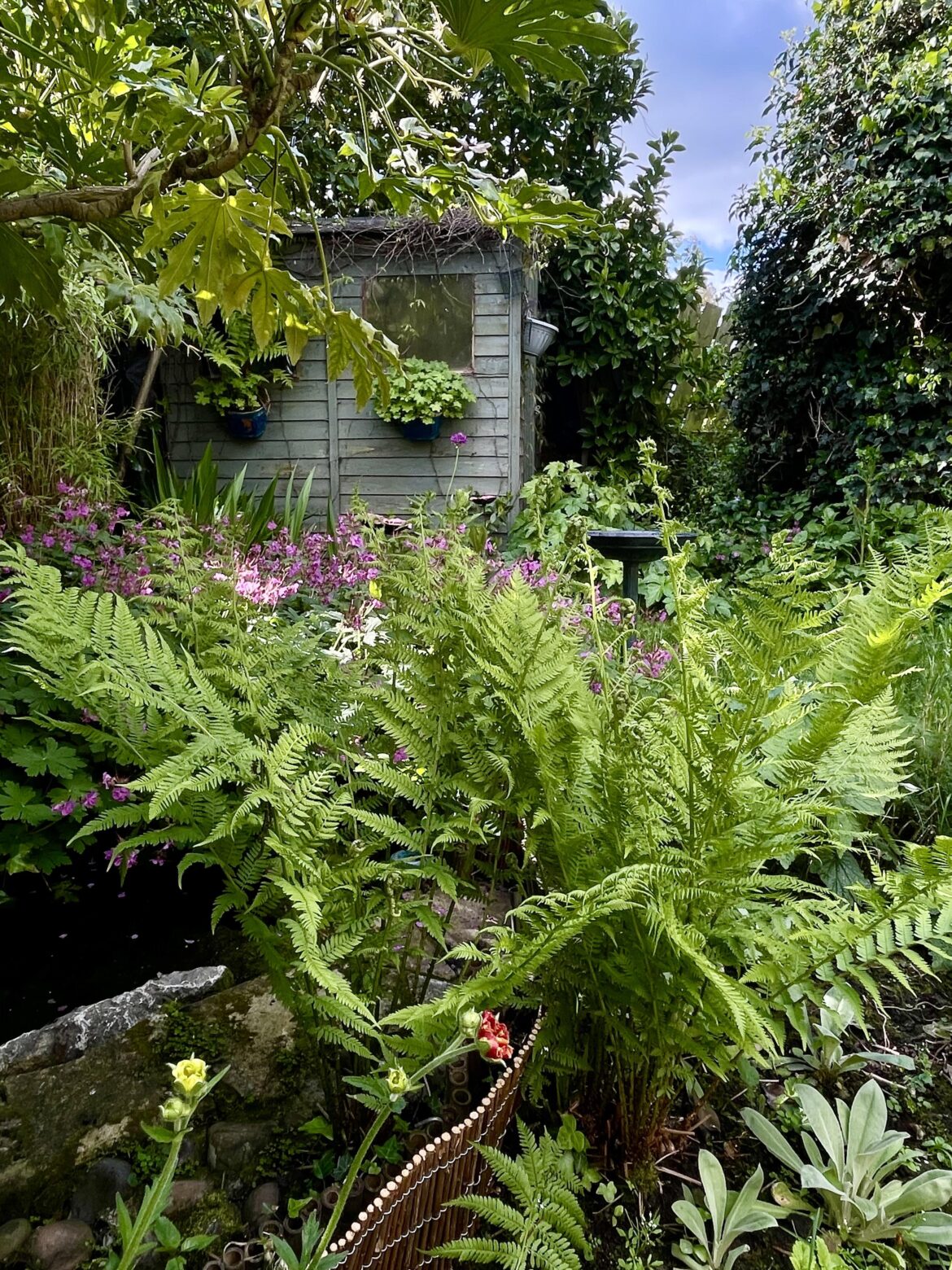 Things looking lush and green on this sunny Sunday morning.