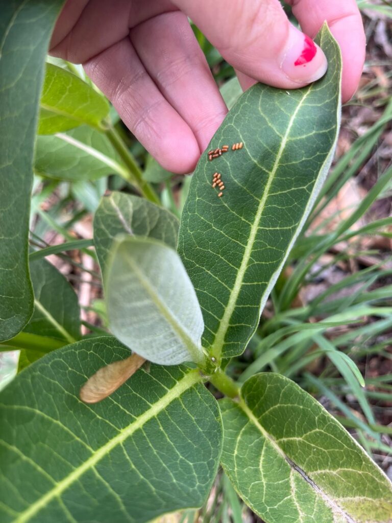 Eggs on Milkweed