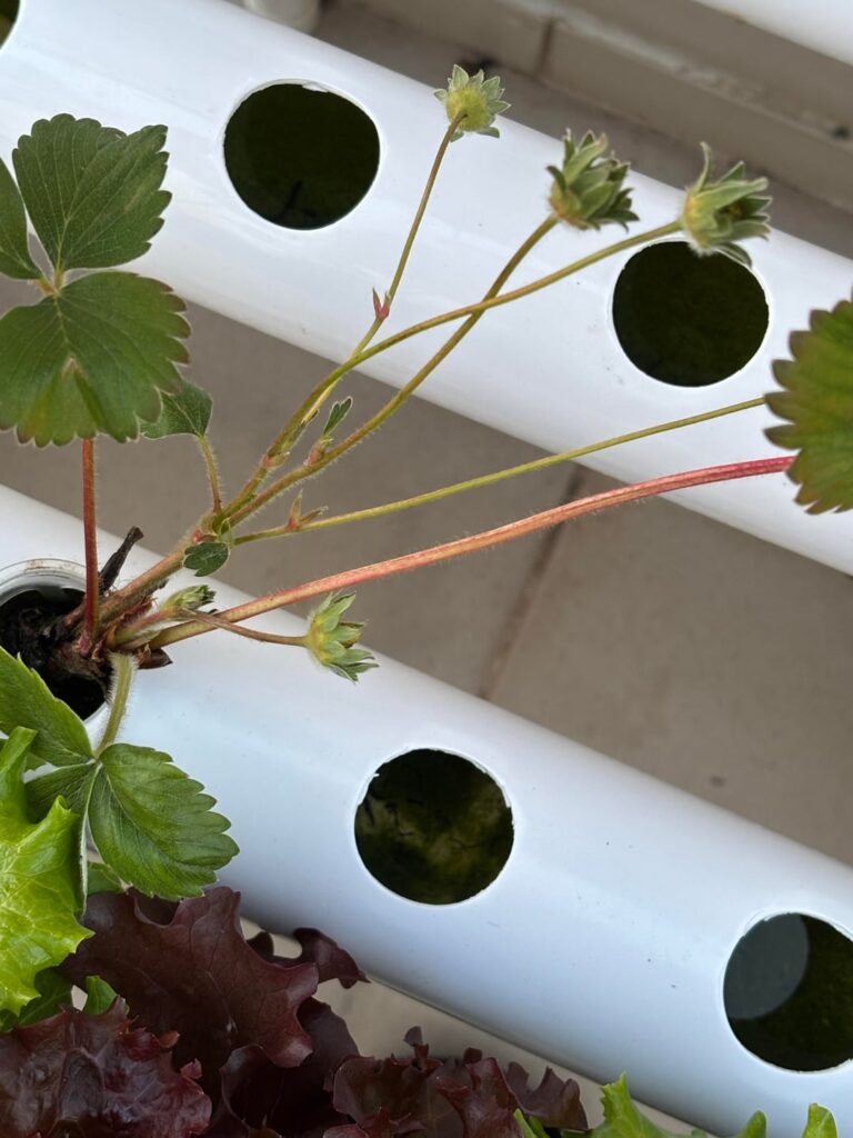 Algae problem in my NFT hydroponic system (beginner, need help)