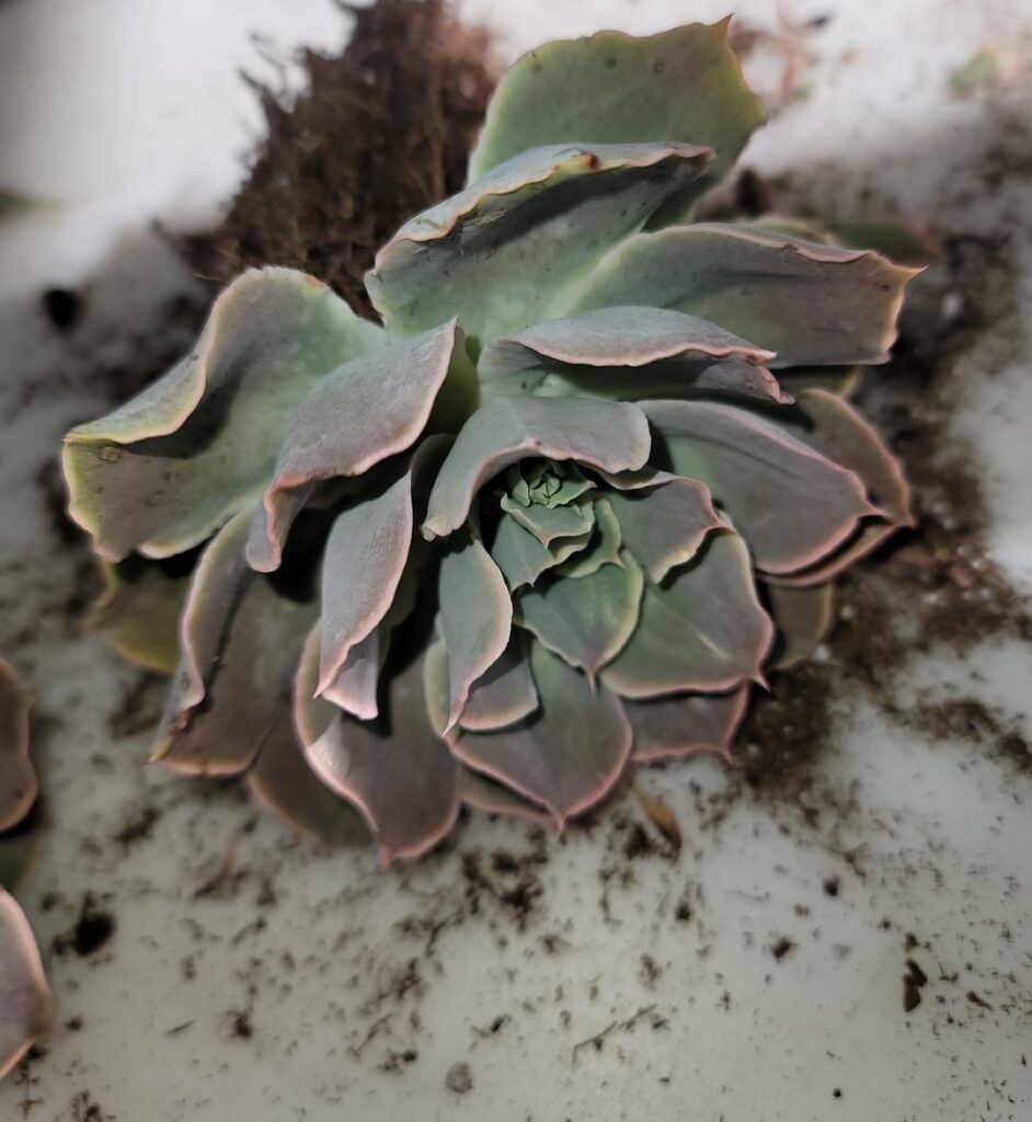 Echeveria ID help