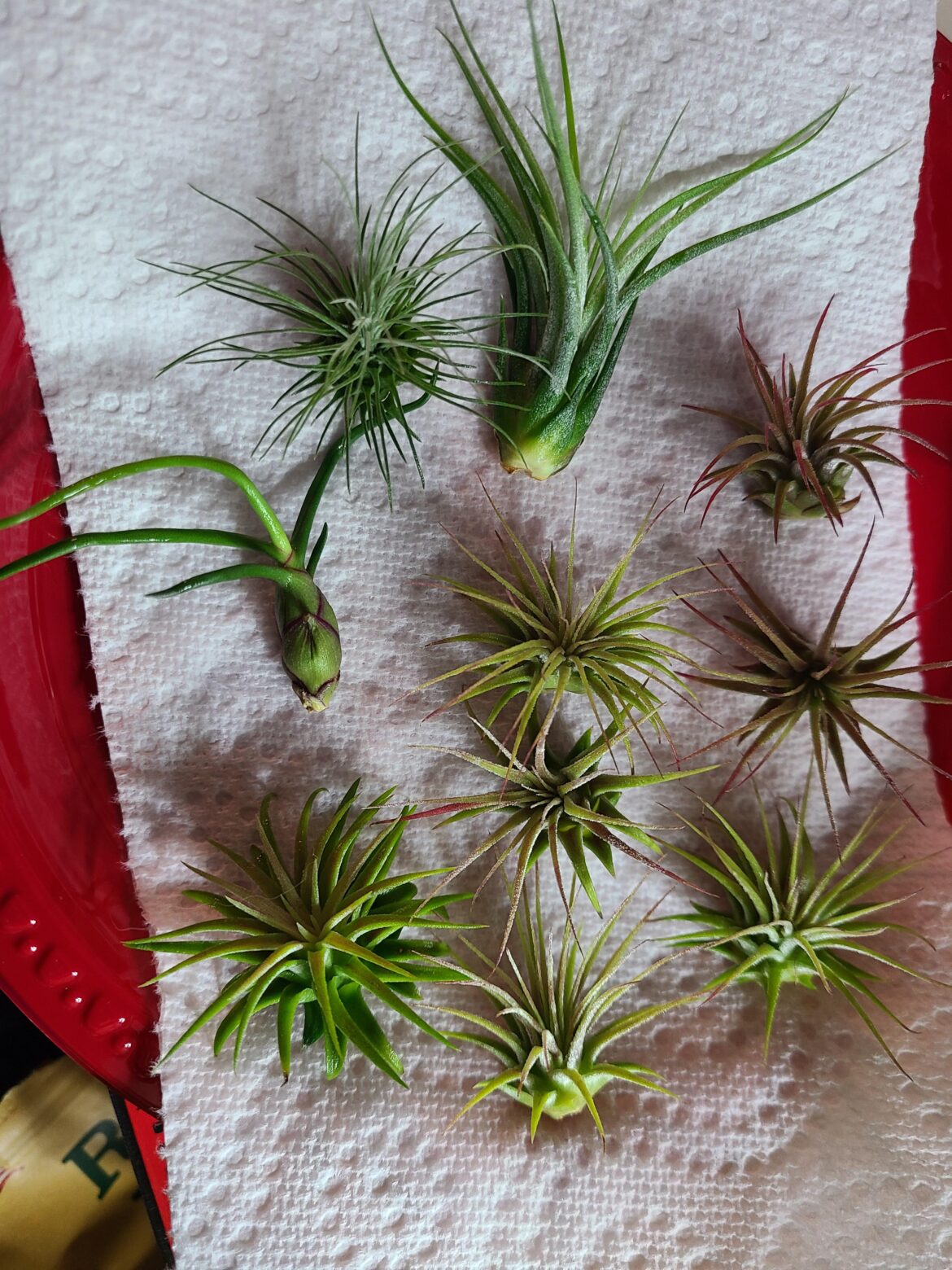 Help identifying gifted plants