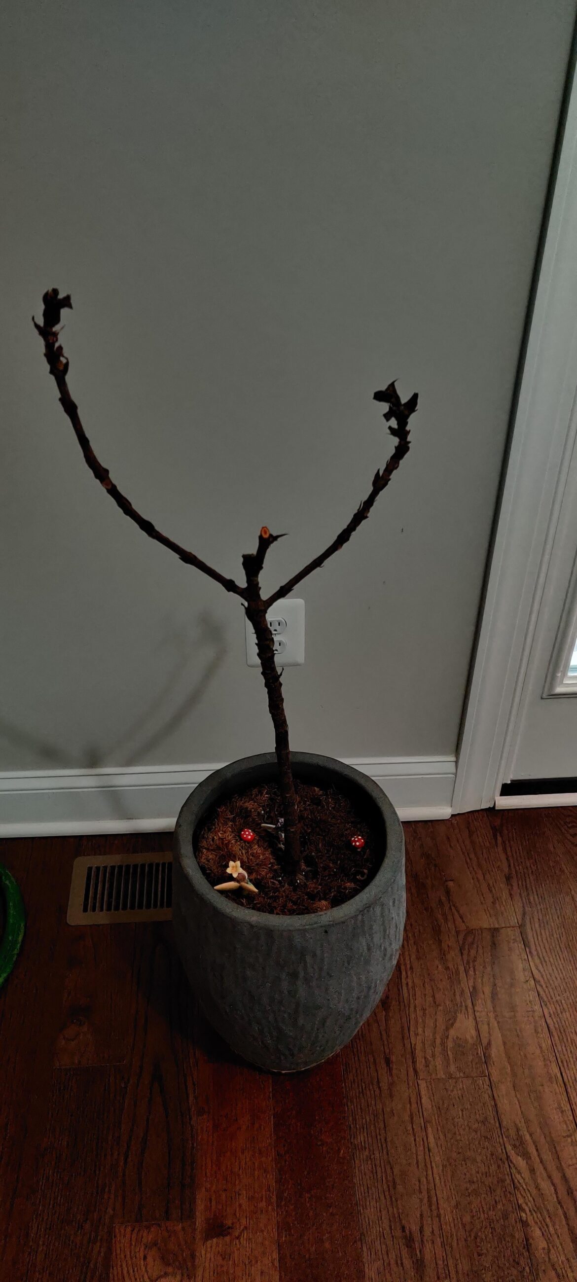 I've all but given up on this guy... Where would you chop?