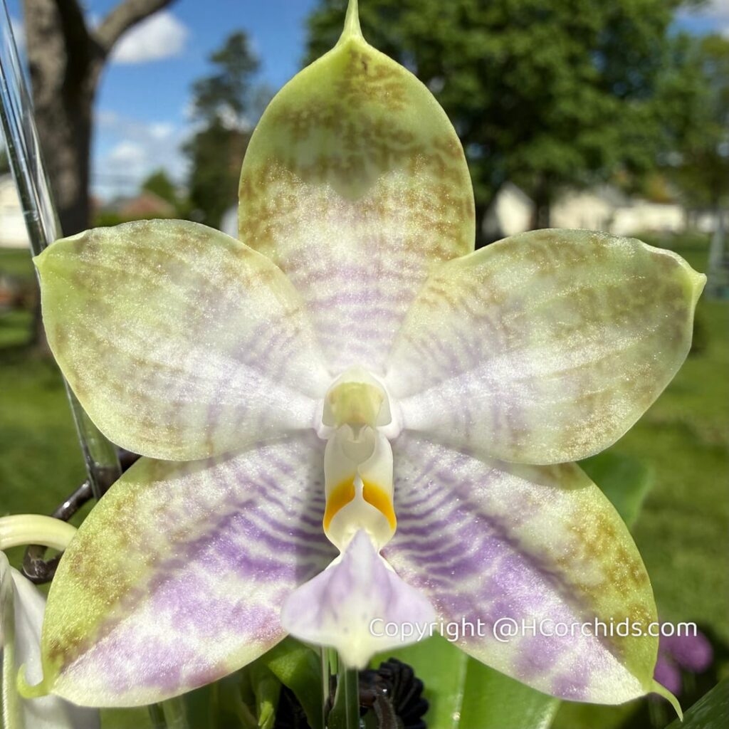 Blooms found today