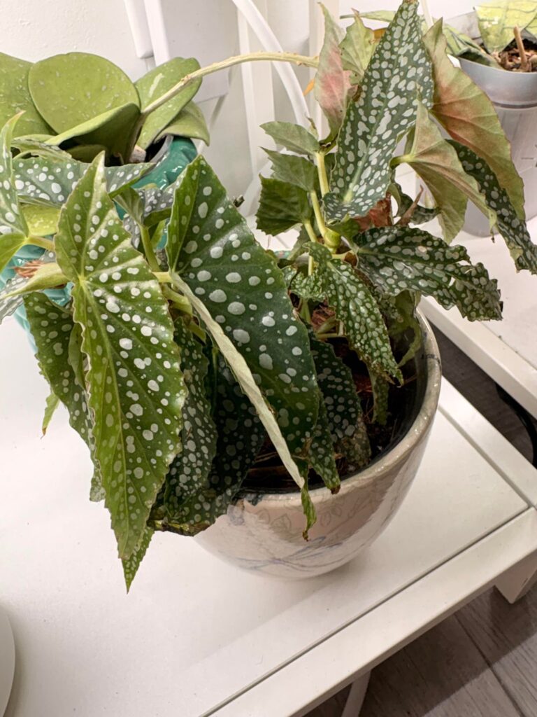 Are these two begonias the same ?