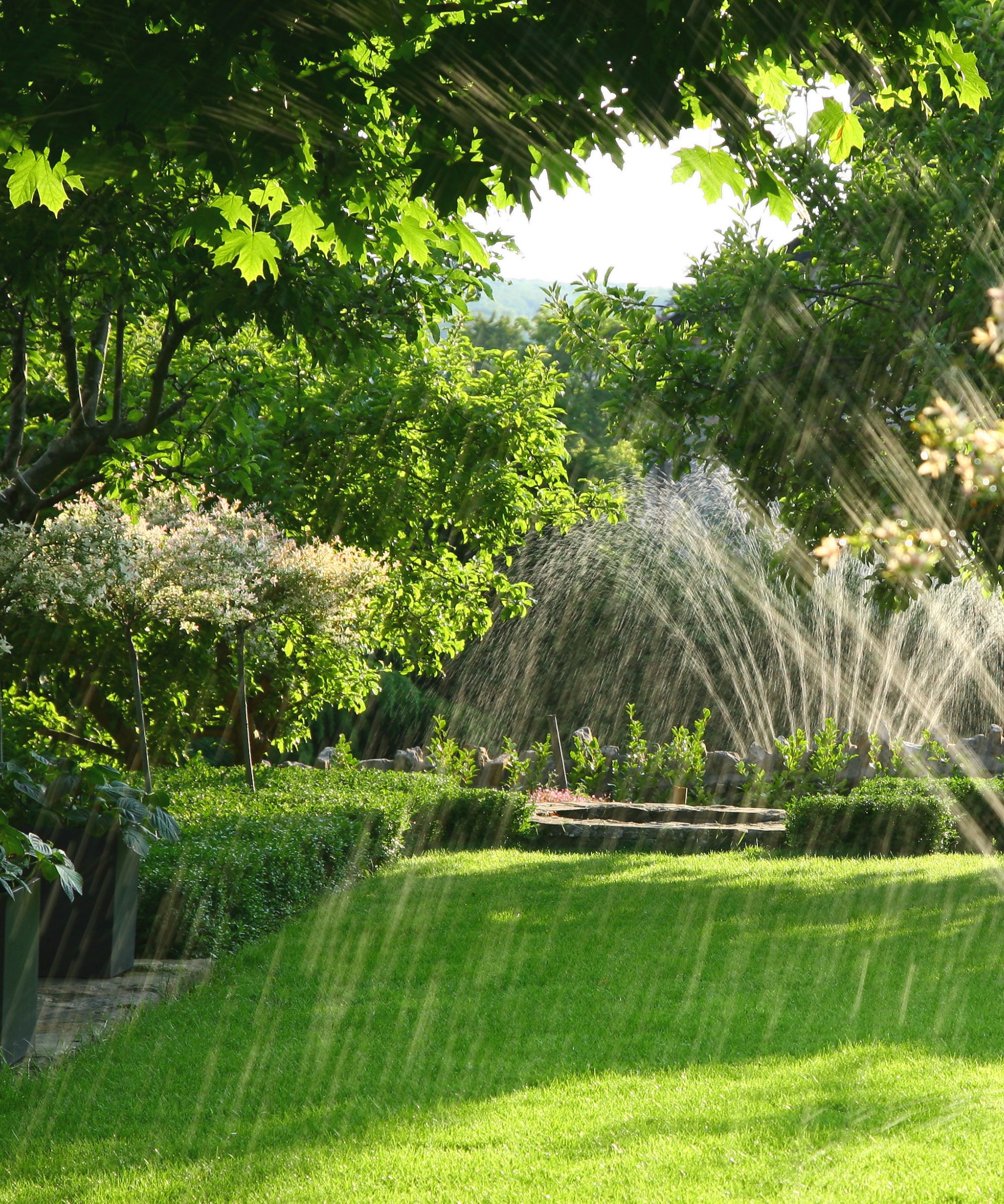 A backyard with sprinklers spraying water over a green lawn, with green trees and hedges surrounding the border