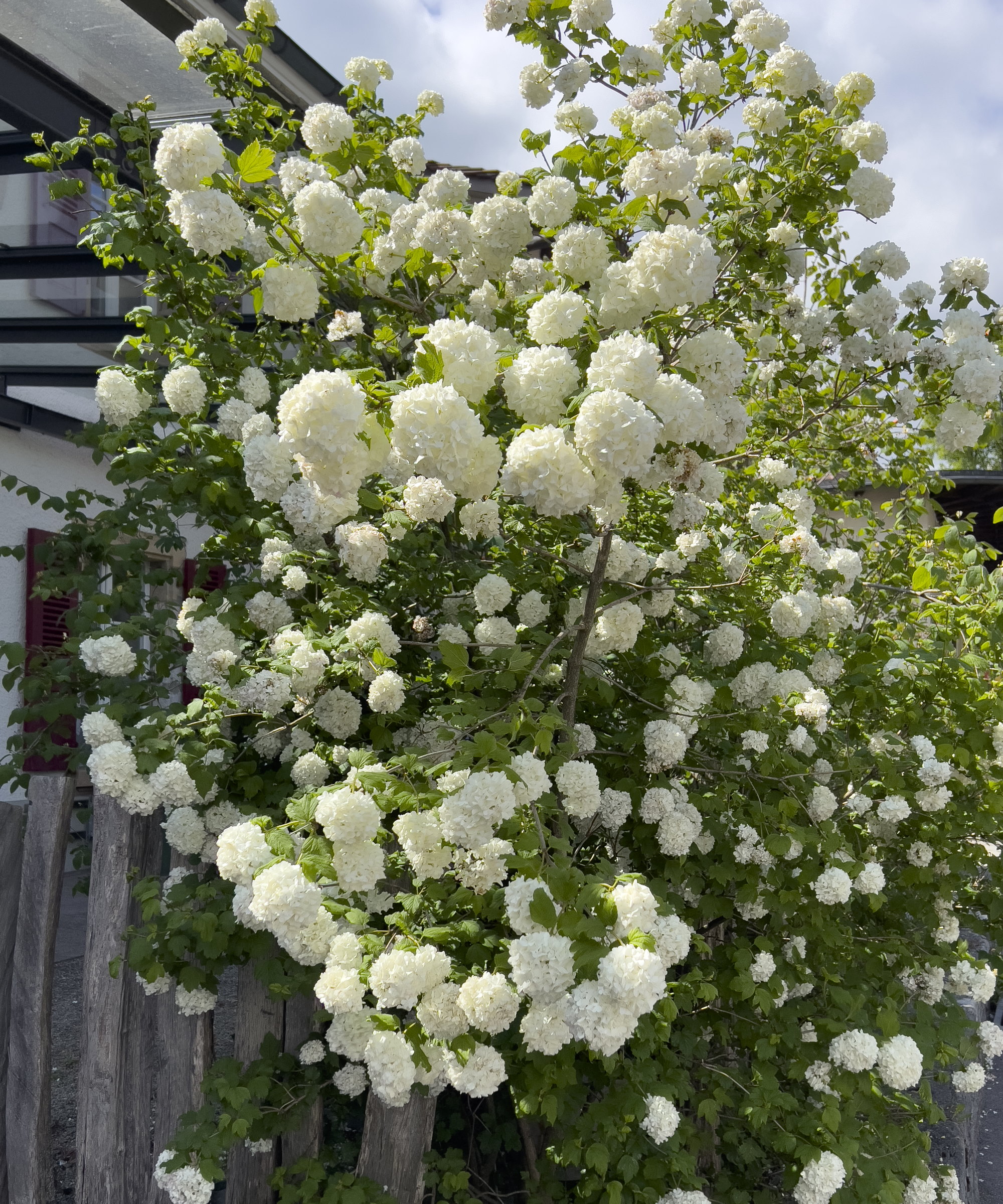 A snowball viburnum shrub covered in large white blooms