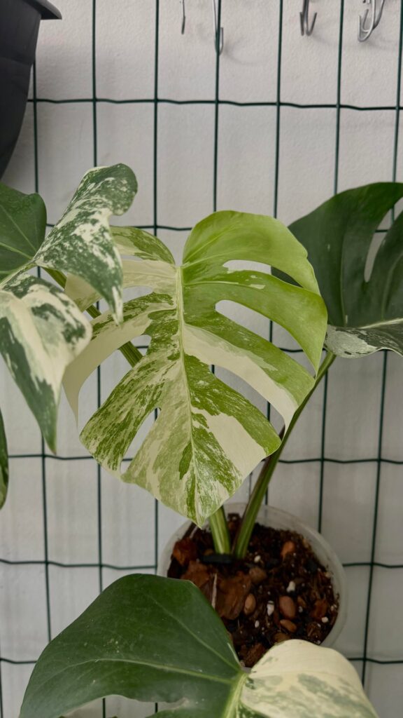 New leaf of my Monstera Albo New leaf of my Monstera Albo