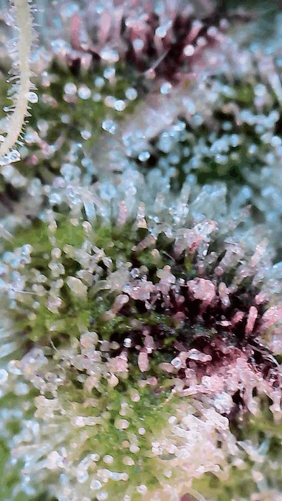 Why do my trichomes look purple?