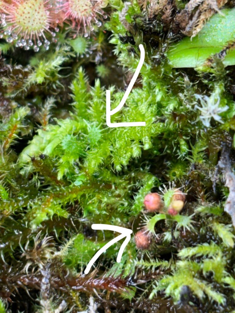 Baby Sundews from flower stems Baby Sundews from flower stems