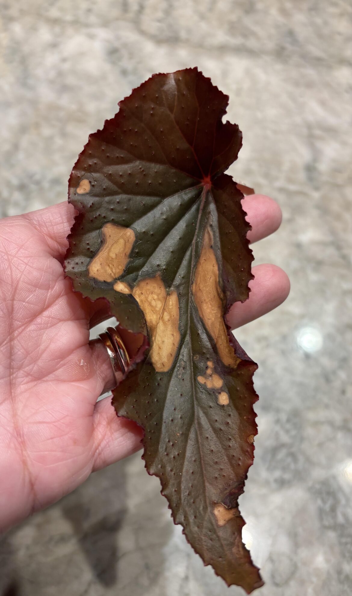 What’s wrong with my begonia?