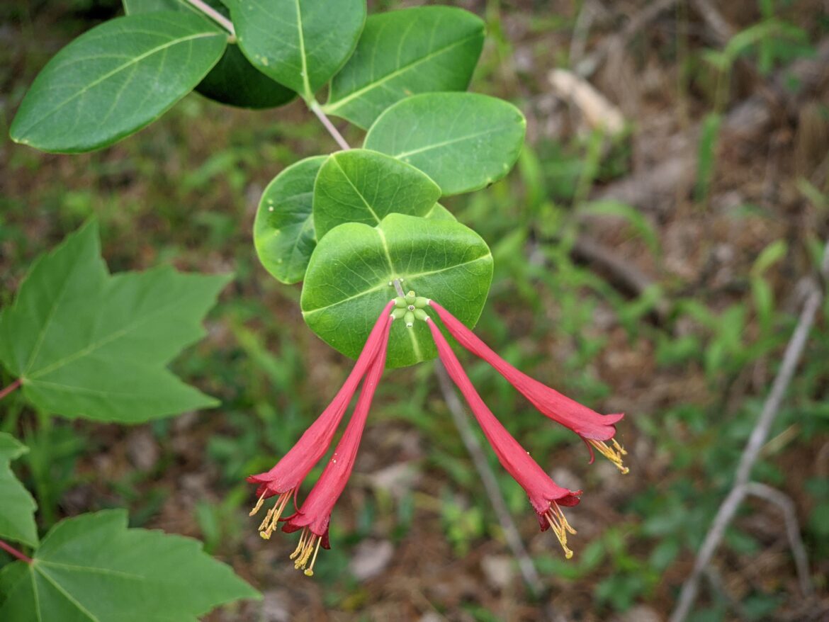 Finally after years of non-stop Japanese honeysuckle.