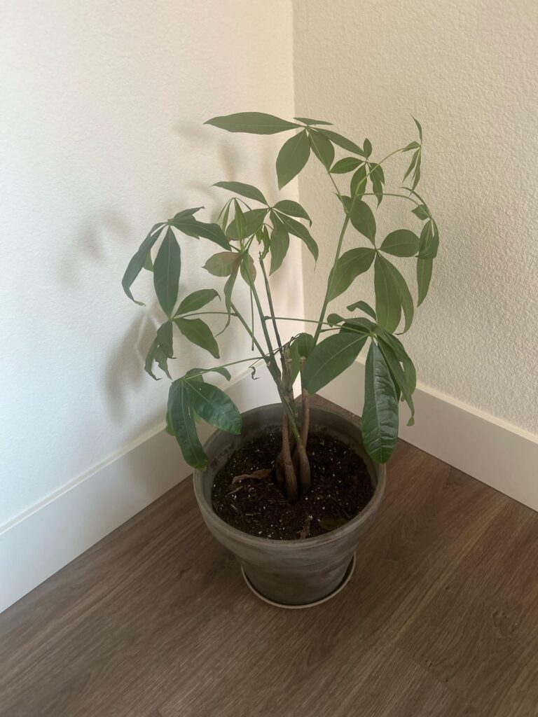 Dying money tree